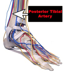 posterior-tibial-artery